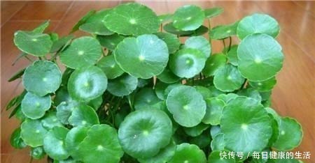 家养铜钱草,财源滚滚来,黄叶也不怕一招爆满家,瓶瓶罐罐全是它!