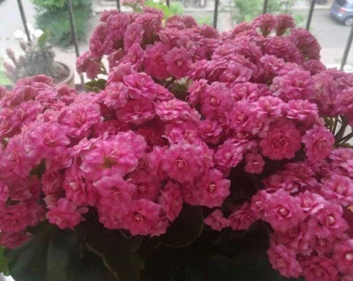 4种花,开花漂亮又好养,花朵烂漫迷人,超受欢迎的