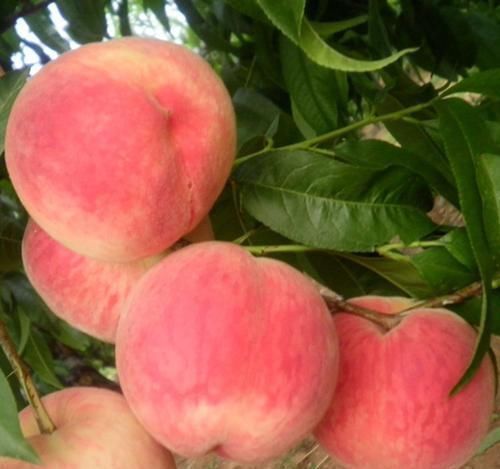 家有阳台,建议你栽6种懒人果树盆栽,当年结果,水果吃不完