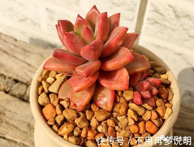 干透|多肉就养这7种,散养不用管也能呼呼长,想养死都难!