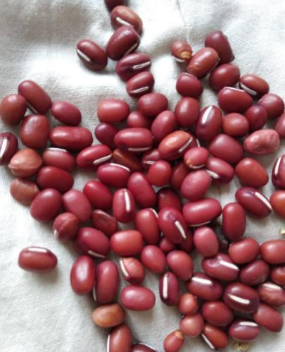 膳食纤维|明日末伏，记得多给家人吃“这4宝”，顺应时节，精神饱满一整年