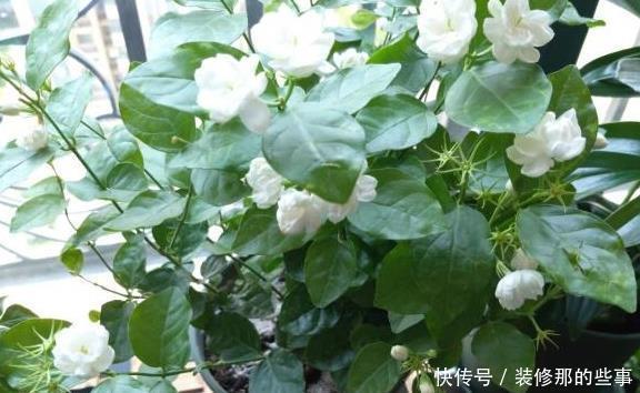 养分|养好茉莉花，这一步“不能缺”花开一茬接一茬，连续不间断