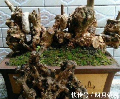 山上2种“疙瘩树”,苍劲古朴、树姿优美,经常被用来做盆景