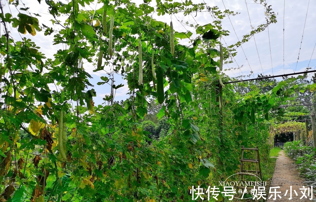 农庄|在小区租了一分菜地，年租金900元，5年到期了，是否还要继续？
