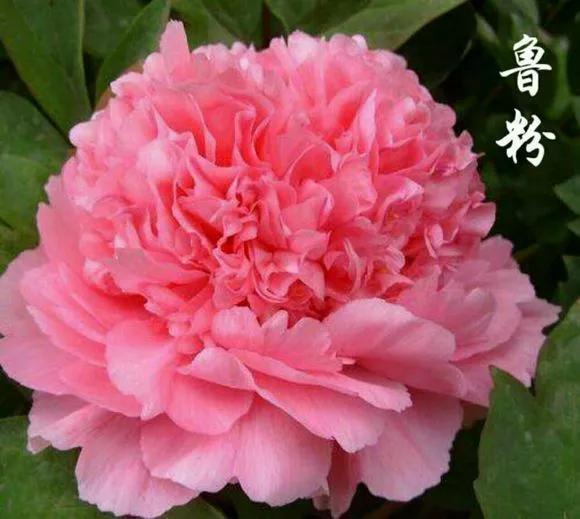 喜欢牡丹花，却一不小心买到芍药！附牡丹花品种图鉴大全