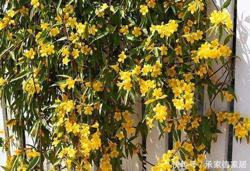 喜庆|4种耐寒花,好养又漂亮,香艳又喜庆,冷空气来临就开花!