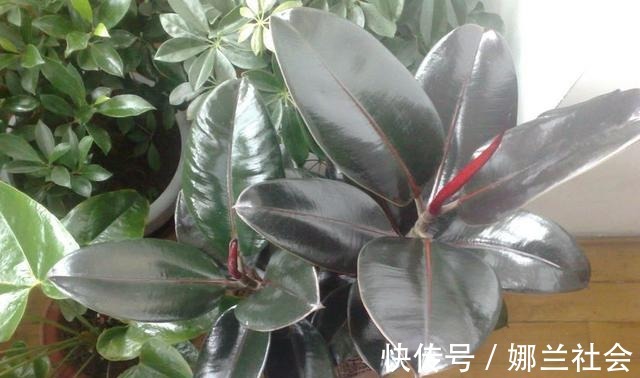 长寿花|君子兰肥到流油,长寿花开不断,原来他用了这个小方法!