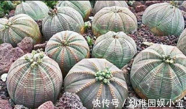 农历8月20秋分后，养什么花？以下3种花，平安喜乐一生被爱