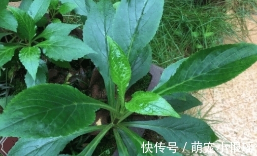 这种苦菜，闻起来像臭脚味，吃起来美味，常用来煮肉，别不识货