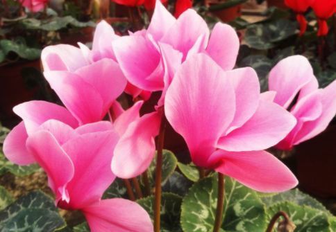 家里阳台必养此款花卉,给水就疯长,开花一簇簇,好养又漂亮