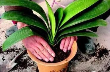 植物|怎么才能拥有天价盆栽君子兰？这么操作，一片叶子就够了
