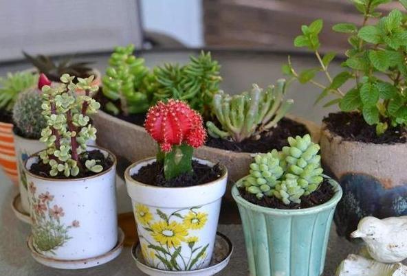 养花不用买营养液，准备好香蕉皮，盆栽植物叶子不泛黄