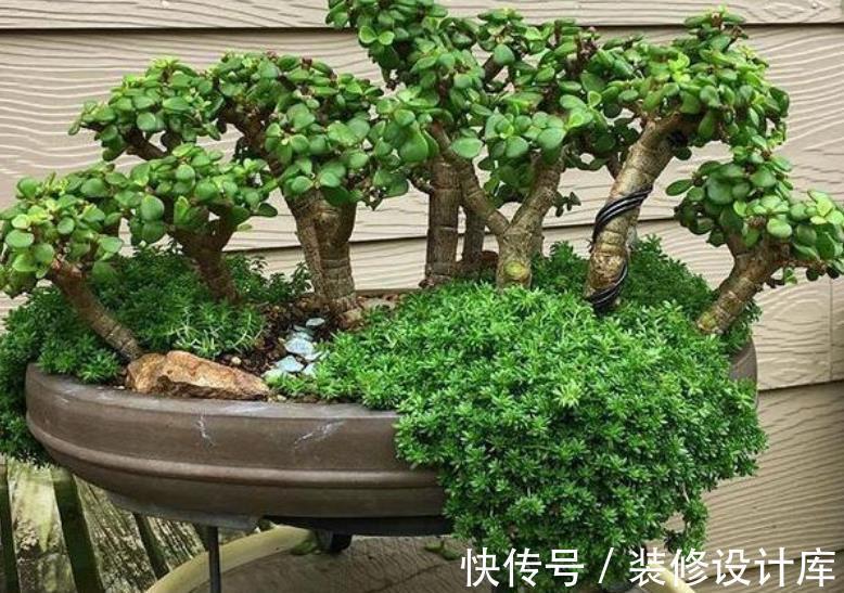 秋天|秋天玉树生长进入“快车道”，掌握几个要点，长势旺盛叶片肥厚