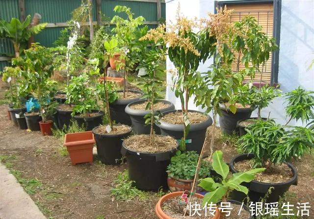 养花30年老花匠的5个“小秘方”赶紧学起来再也不怕养花出问题了