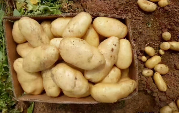 黑木耳|对身体很不错的3种食物,补充营养、延缓衰老,好吃又健康!