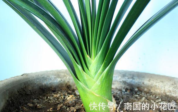 老花匠给君子兰换盆的口诀,句句在理,简单又易懂,看看没有坏处