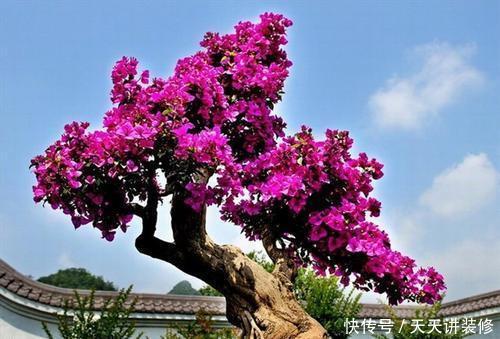 3种木枝花,颜值高花期长,越养越好看,长成老桩更值钱!