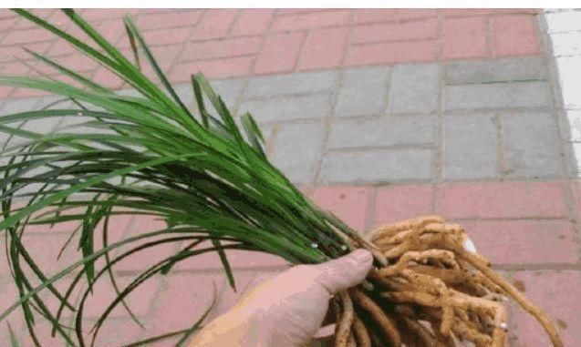 醋柳酸|养兰花，盆里加点“它”，兰根不腐，根壮叶绿，兰花开满枝头