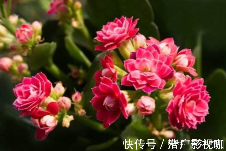 浇水|长寿花“浇水”方法,学会后根系不腐烂,生长状态好!