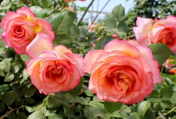 新手养花,不如养盆花中精品“歌剧”,花色渐变,花开高雅华贵