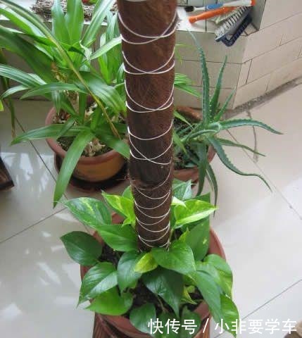 绿萝养久了,居然变成了龟背竹,还开背了!