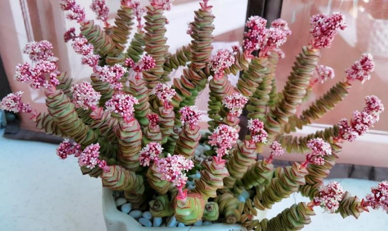 养殖|想给多肉提升颜值?挑选花盆注意这3细节,盆栽美美哒