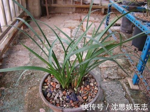 盆地|这几种东西垫盆地,土壤疏松透气,再也不烂根