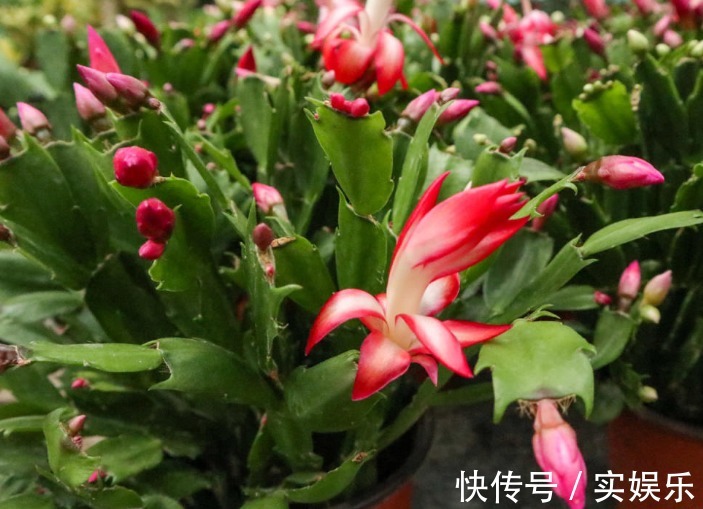 花苞|蟹爪兰长出这种叶子，立马掰掉它，嗖嗖冒花苞！