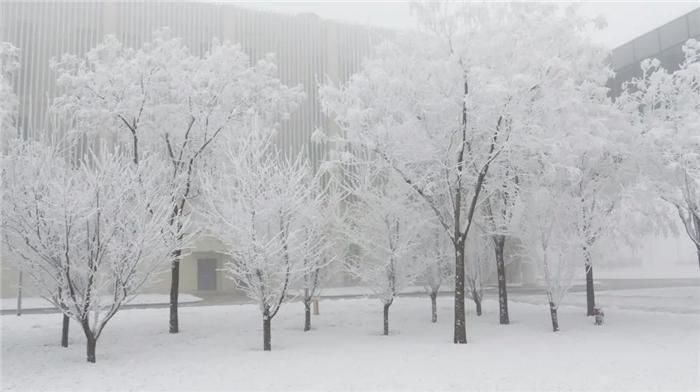 中年|东阿阿胶迎来新年第一场雪