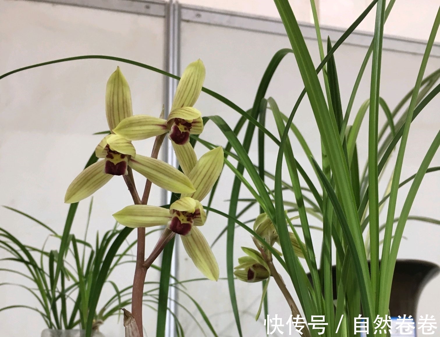 买的兰花烂根空根多，上盆能养活吗？退货太麻烦了