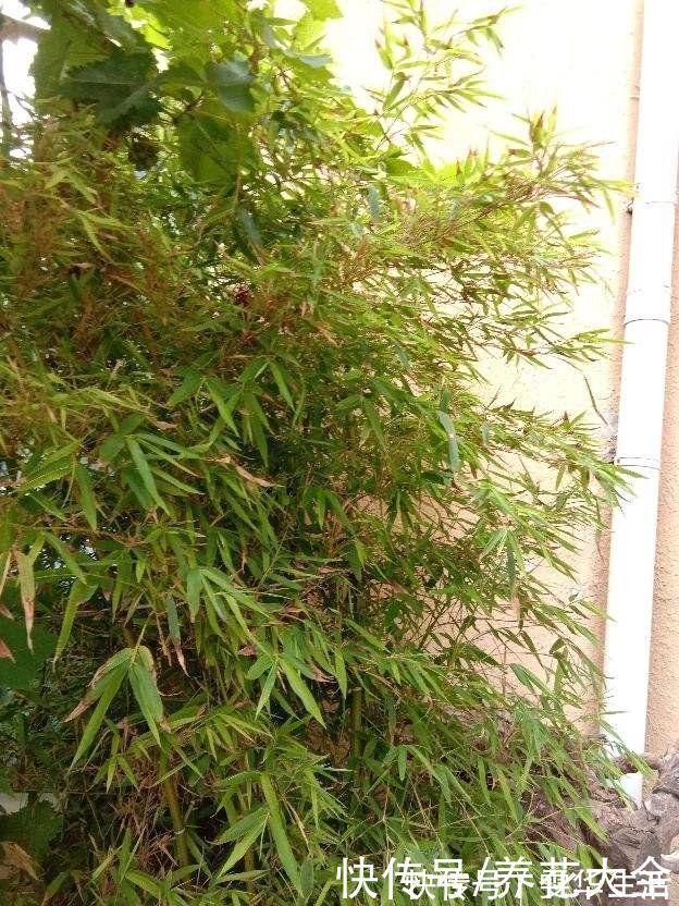 凌霄花|房顶上养了一株花,邻居叫我赶紧砍掉,真是为难