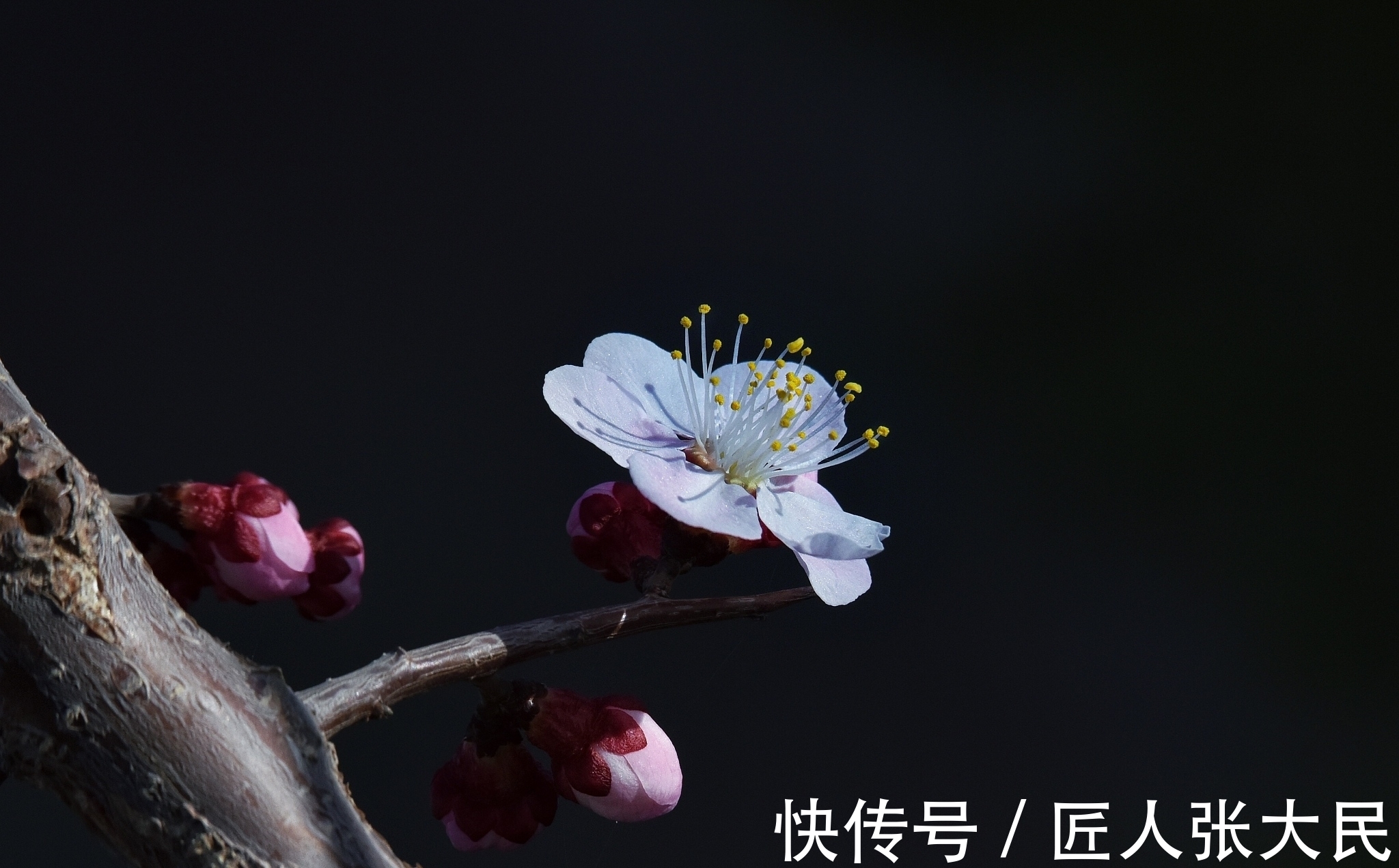 七绝&诗词欣赏/七绝.梅韵其二(附悬联并求对)