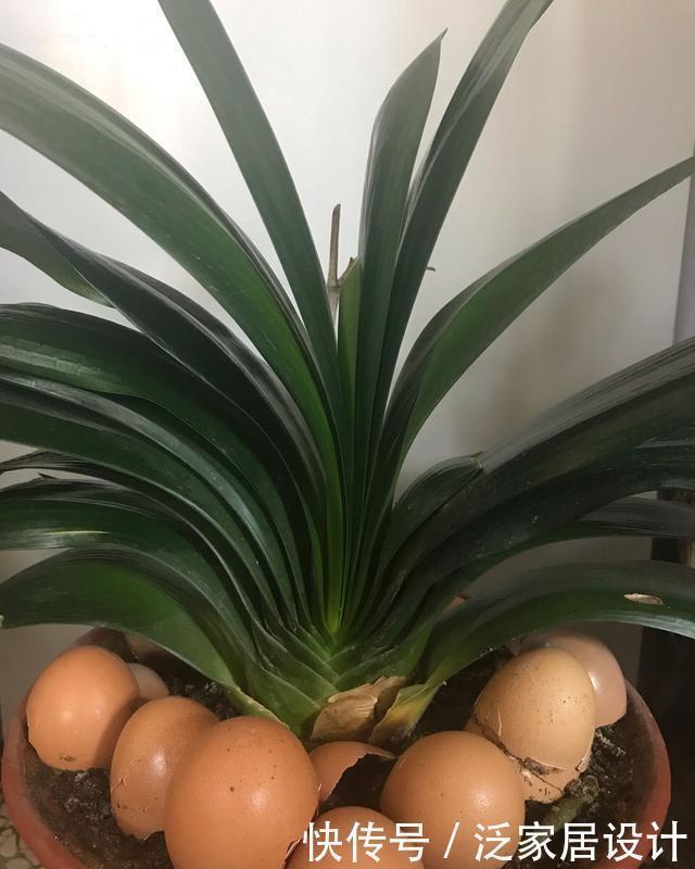 土壤|养了10年花，才知道鸡蛋壳这么处理后，不生虫、肥效足，养啥旺啥