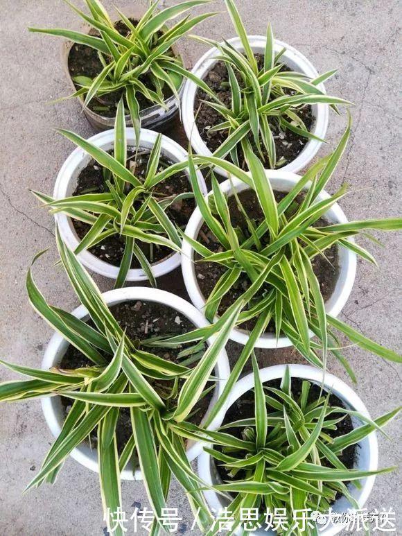 花友|用好3招，吊兰马上抽条长新叶，还呼呼开花！