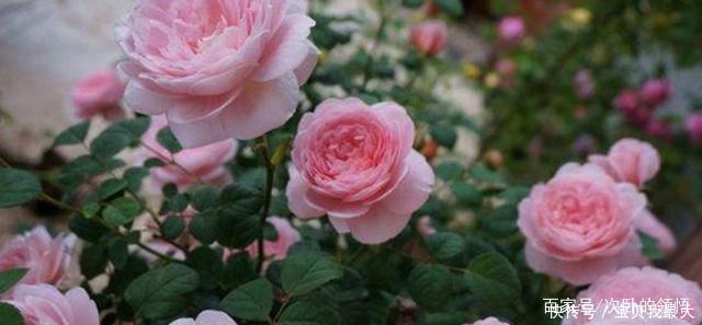 爆盆|容易开花到“爆盆”的月季，被称“拿生命开花”，花量大还好养