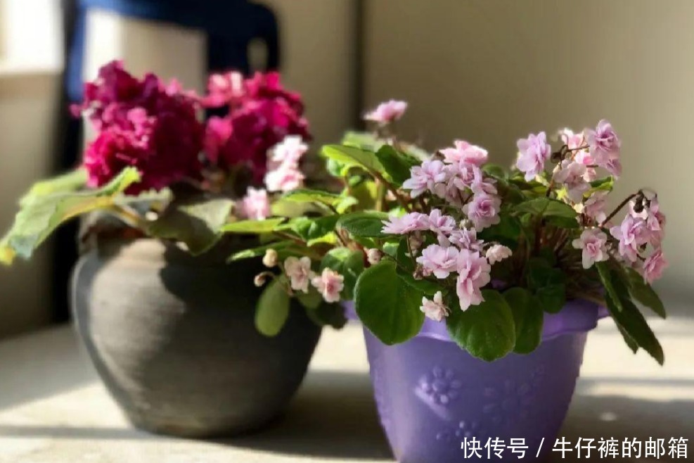 花蕾|堪称“花界劳模”的它们,不怕累,四季花开不歇,好活颜值高