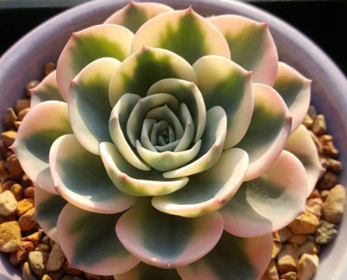 多肉玉蝶锦怎么养教你3个盆栽的小妙招,养出最惊艳的玉蝶锦