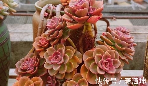 叶子|养多肉老桩不能走捷径,砍头撸叶子只是徒有其表,要谨记!