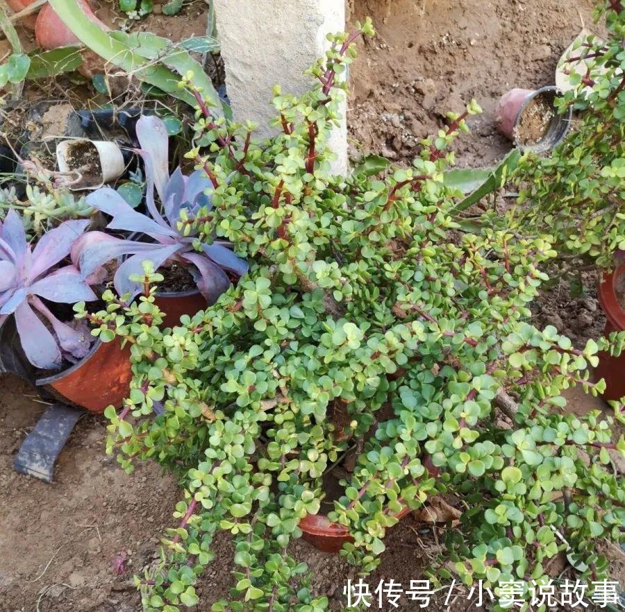 金枝玉叶不能长太高,越矮越值钱,一长高就砍!