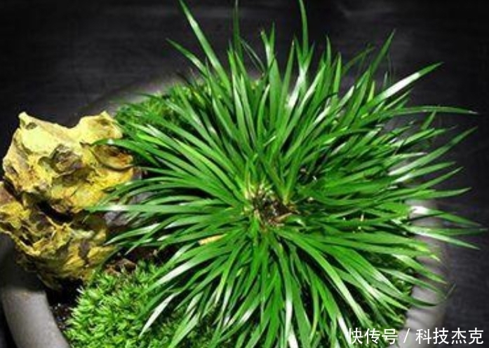 路边遇见这几种小植物，建议及时移栽，个个是好盆景