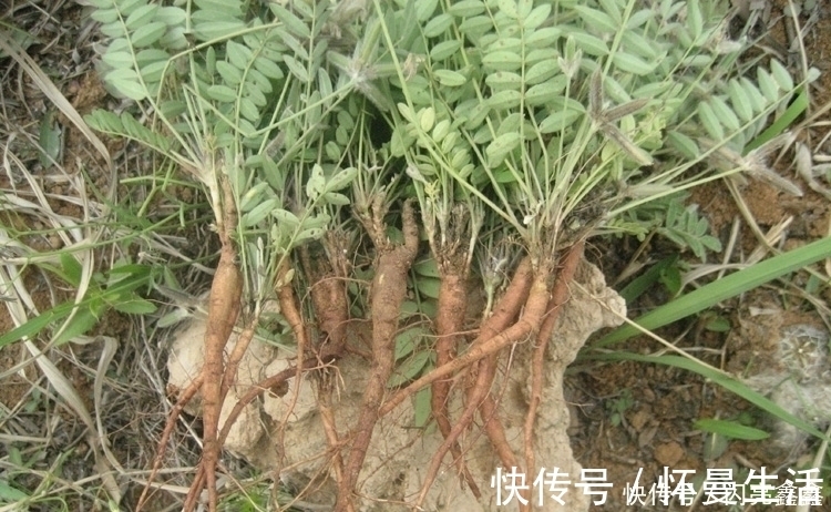 价值|留个意：此野草价值珍贵作用大，若是遇见，请往家里摘