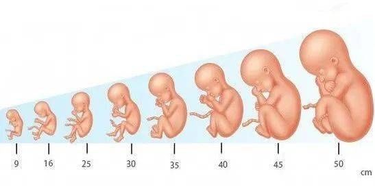 营养状况|如何让孩子的身高赢在起跑线之前胎儿期