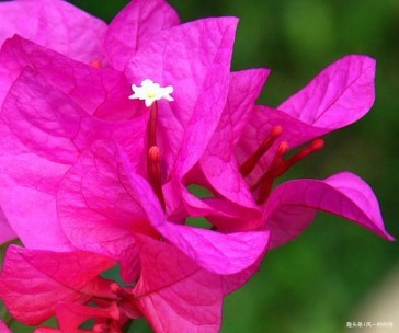 家养三角梅从不开花养花30年的张大爷亲自传授摧花秘籍