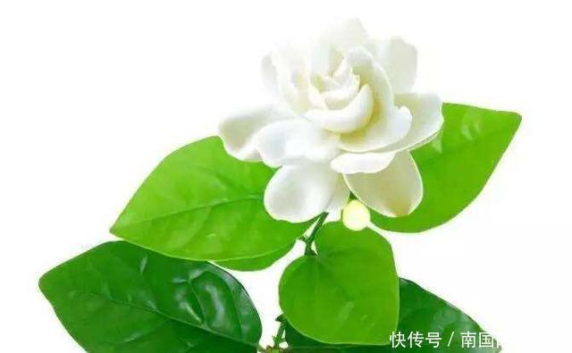 分化|茉莉花马上就要进入花期,学会几个养护技巧,枝繁叶茂花开爆盆