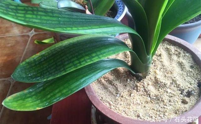 中招|冬天做“2件错事”,花盆里飞出“小黑飞”,你中招了吗?