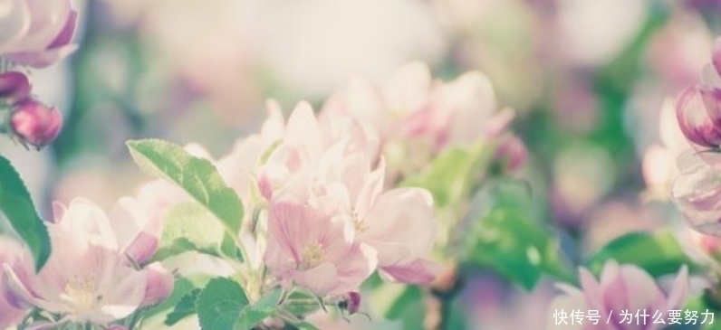 歌女#白居易最独特的一首诗,通篇写得朦朦胧胧,让人完全摸不着头脑!