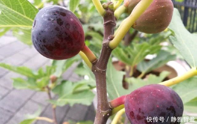 最好养的盆栽水果,集观赏、食用于一身,养好了年年开花结果