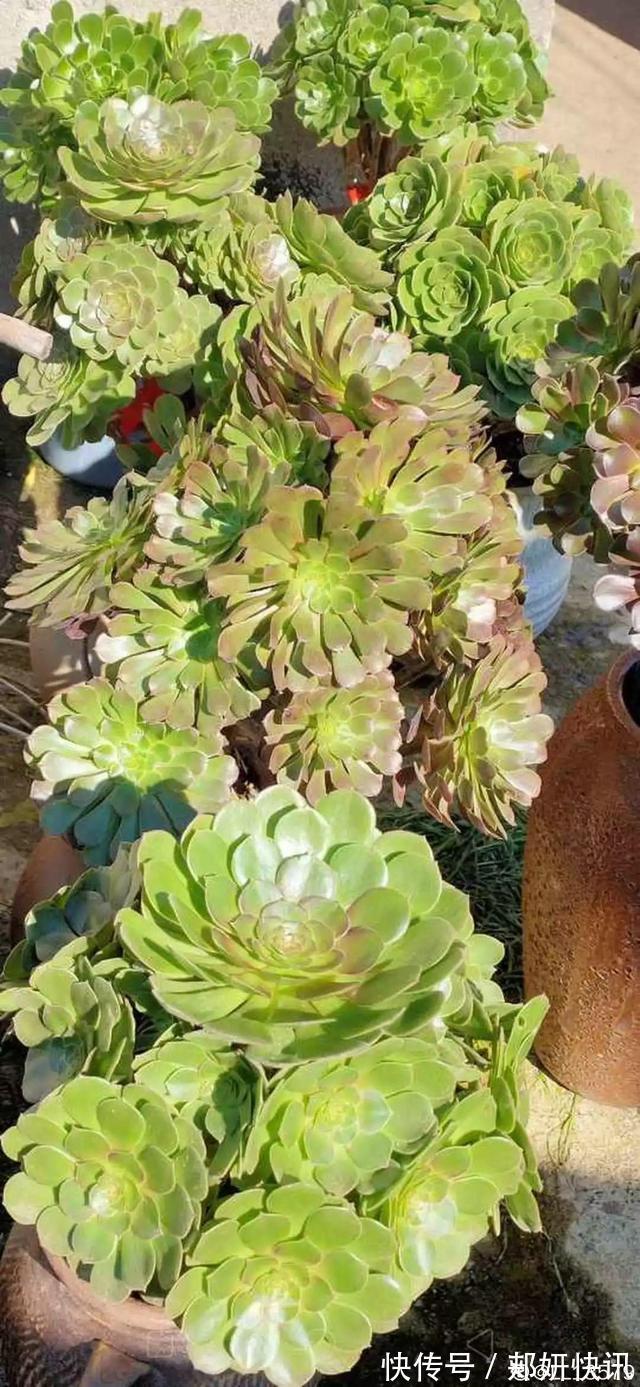 秋天多肉砍1刀,立马爆出一圈芽,1盆变10盆不花钱