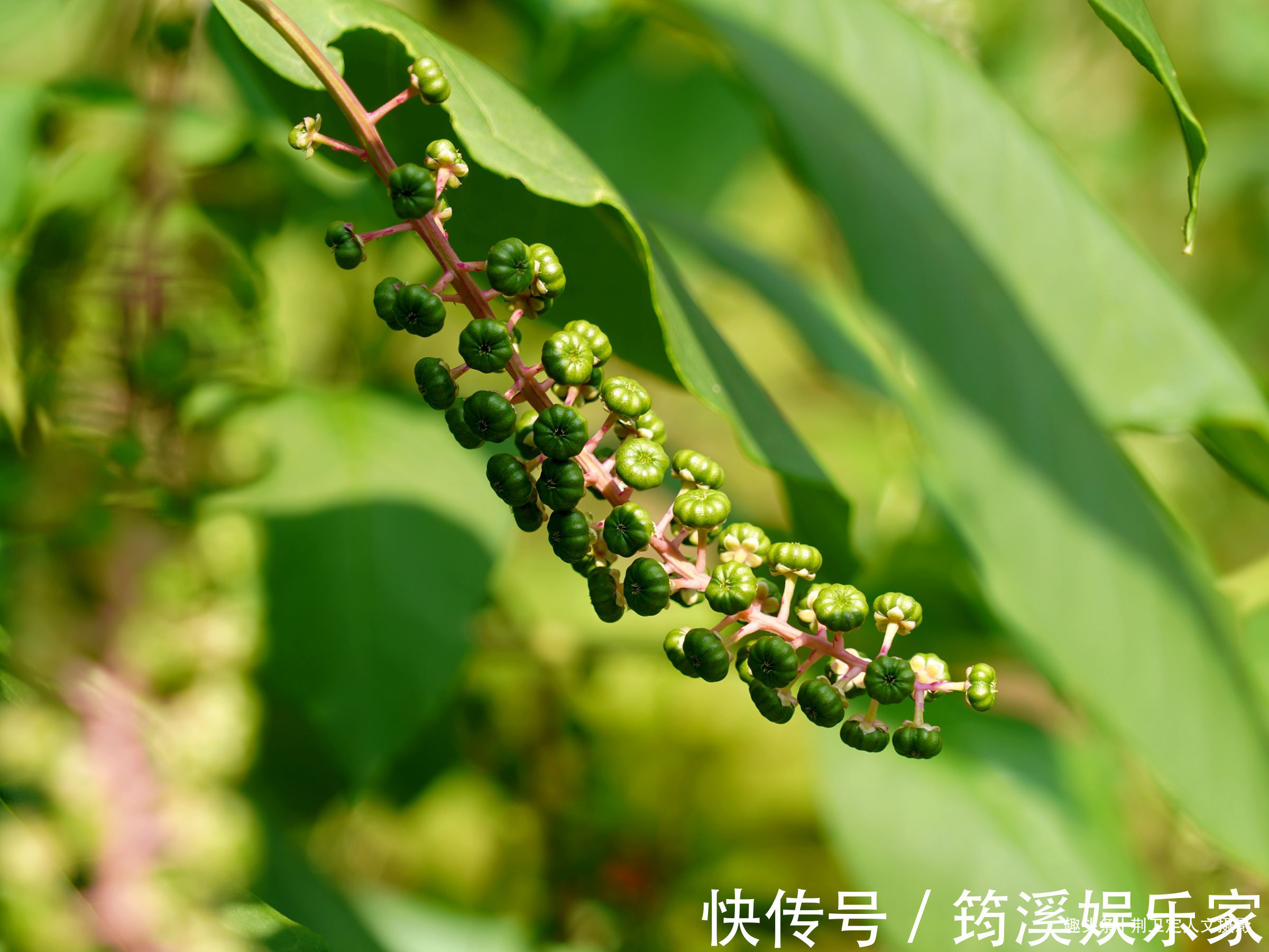 后院|6旬农民大妈家长出1棵野人参,枝繁叶茂万元不卖,看看啥样