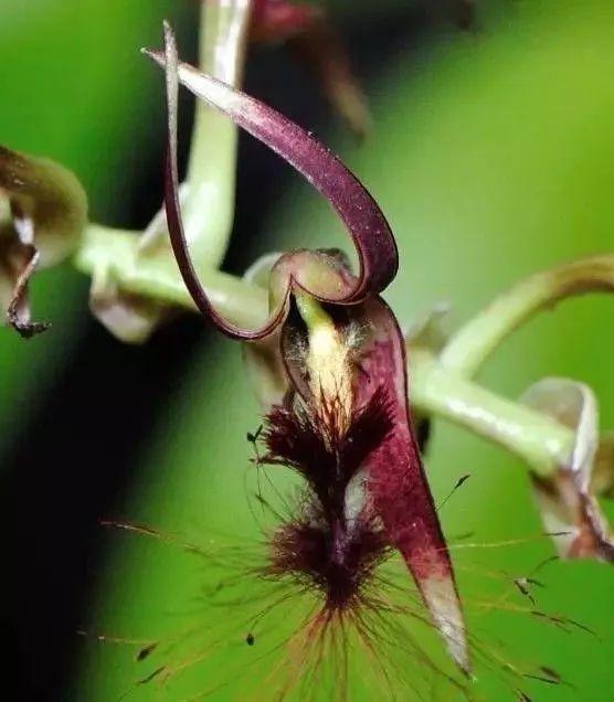 最全的兰花大鉴赏,看看你都见过几种兰花!